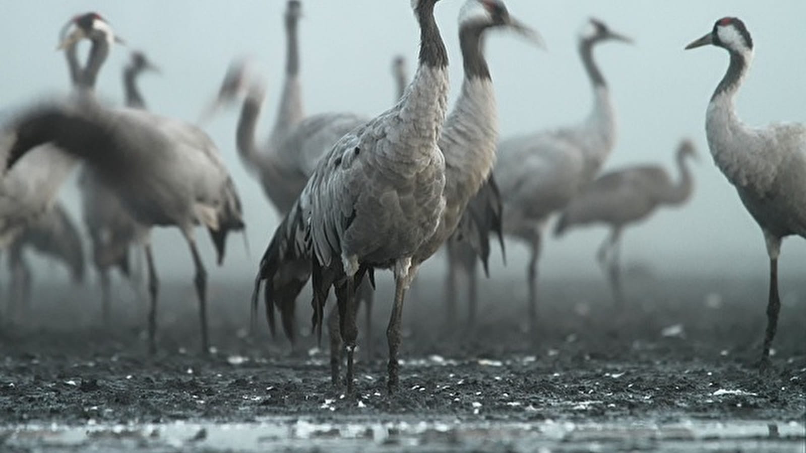 Festi'grues